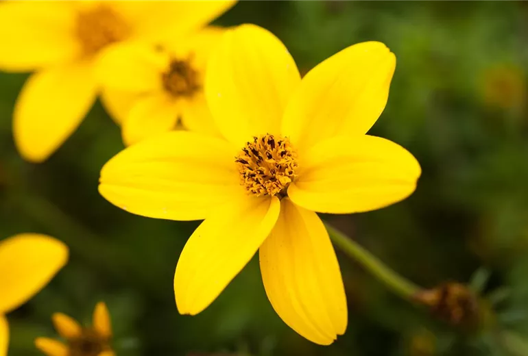 Bidens ferulifolia 'Golden Sun'(s)