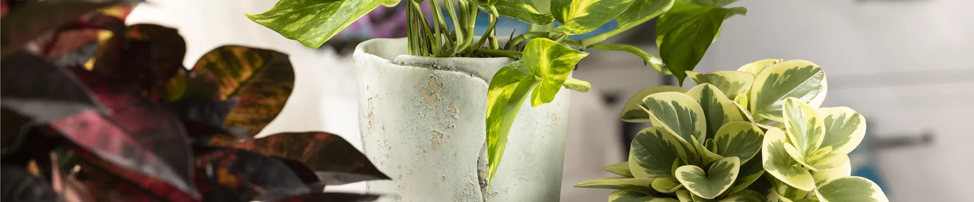 Epipremnum aureum Epipremnum aureum