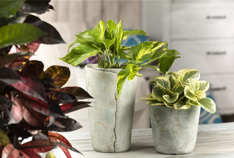 Epipremnum aureum Epipremnum aureum