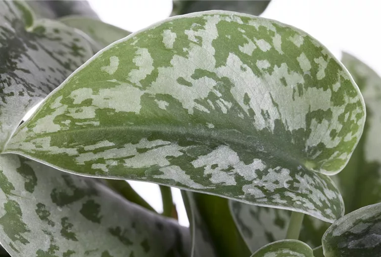 Scindapsus pictus Scindapsus pictus