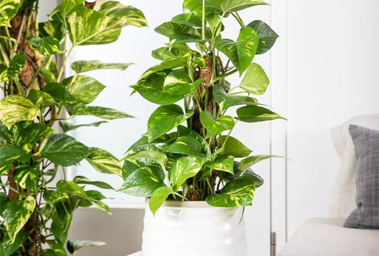 Epipremnum pinnatum Epipremnum pinnatum