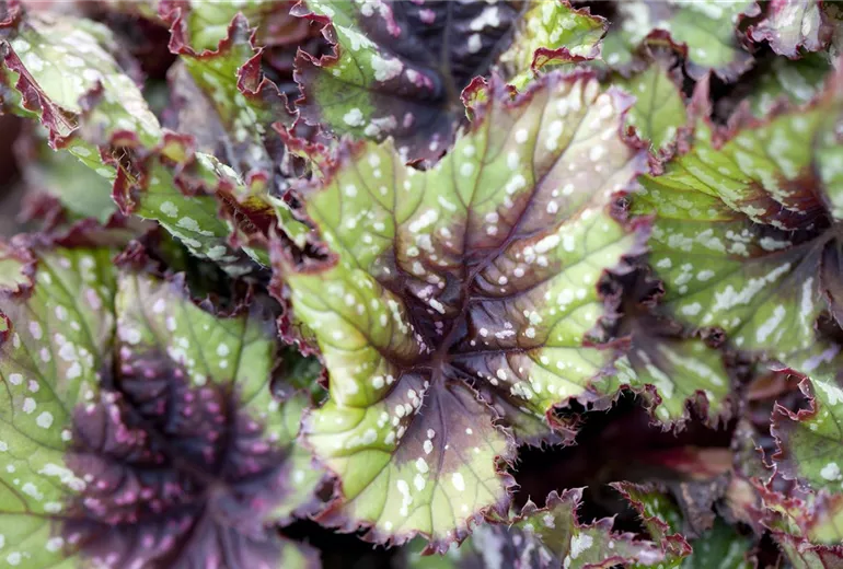 Begonia rex Begonia rex