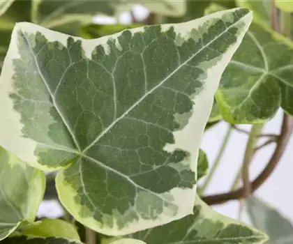 Hedera helix 'White Wonder' 