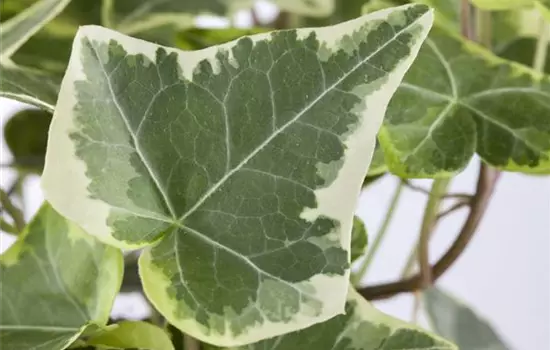 Hedera helix 'White Wonder' 