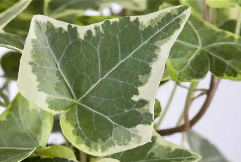 Hedera helix Hedera helix