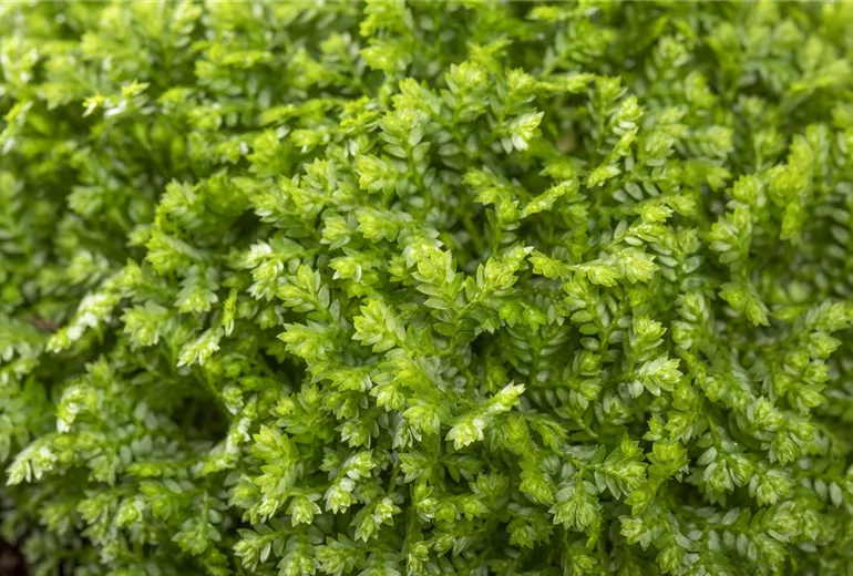Selaginella apoda Selaginella apoda