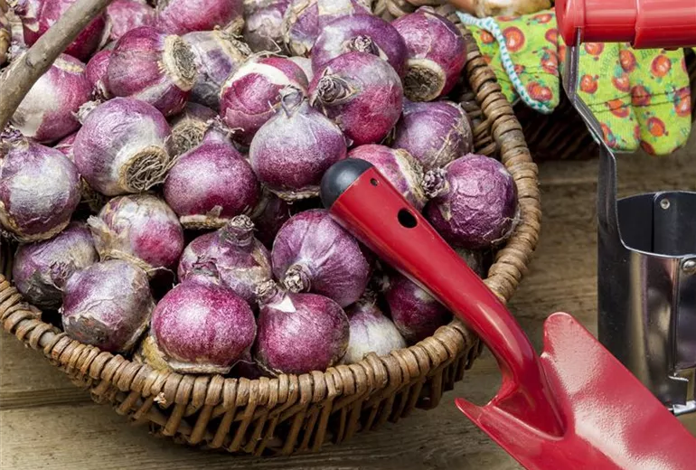 Hyacinthus Hyacinthus