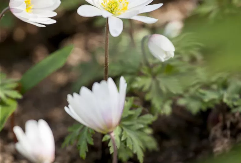 Anemone blanda, weiß Anemone blanda, weiß