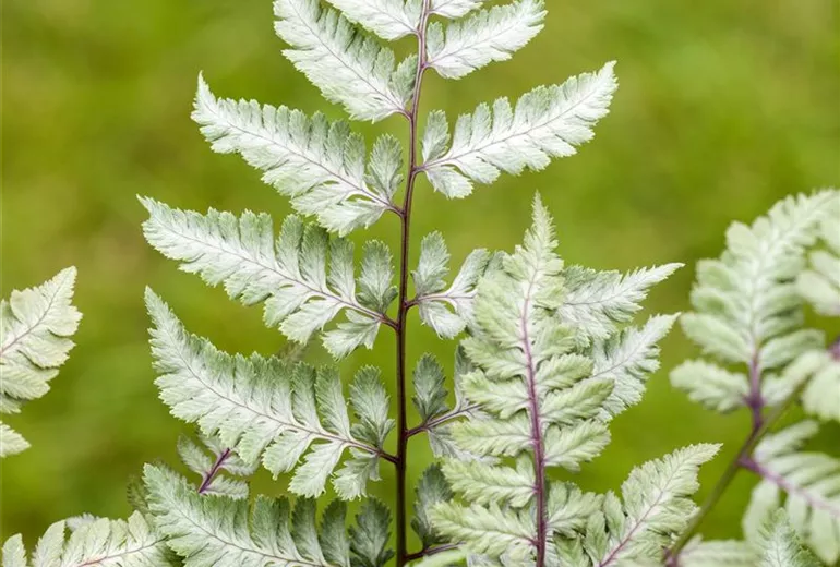 Athyrium niponicum var. pictum 'Silver Falls' Athyrium niponicum var. pictum 'Silver Falls'