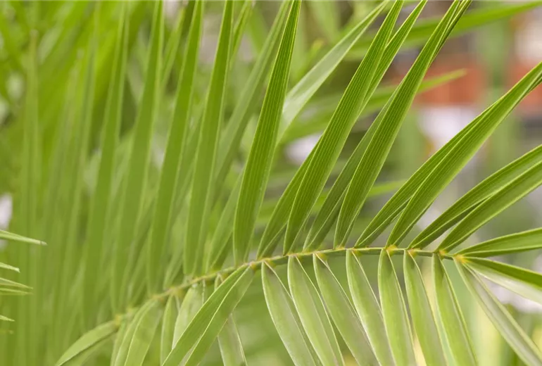 Phoenix canariensis Phoenix canariensis