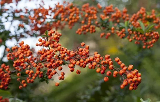 Pyracantha 'Orange Charmer'