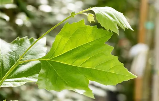 Platanus hispanica  Platanus hispanica