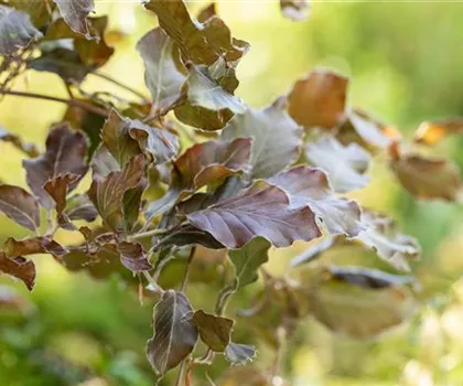 Fagus sylvatica 'Atropunicea' Fagus sylvatica 'Atropunicea'