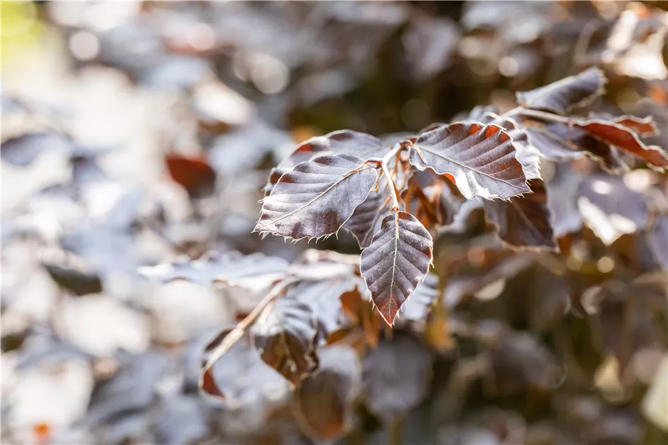 Fagus sylvatica 'Atropunicea'