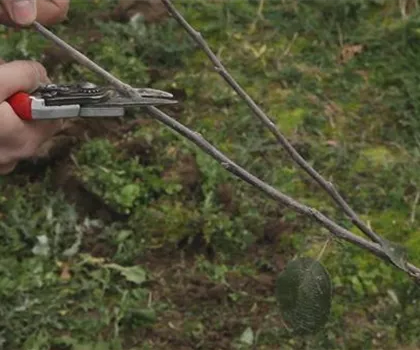 Apfelbaum - Pflanzschnitt Apfelbaum - Pflanzschnitt