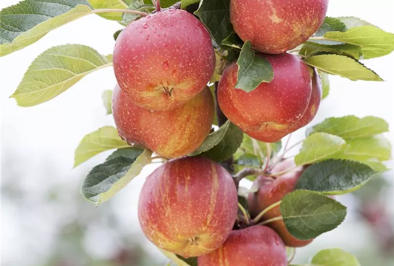 Malus domestica 'Boskoop' Malus domestica 'Boskoop'