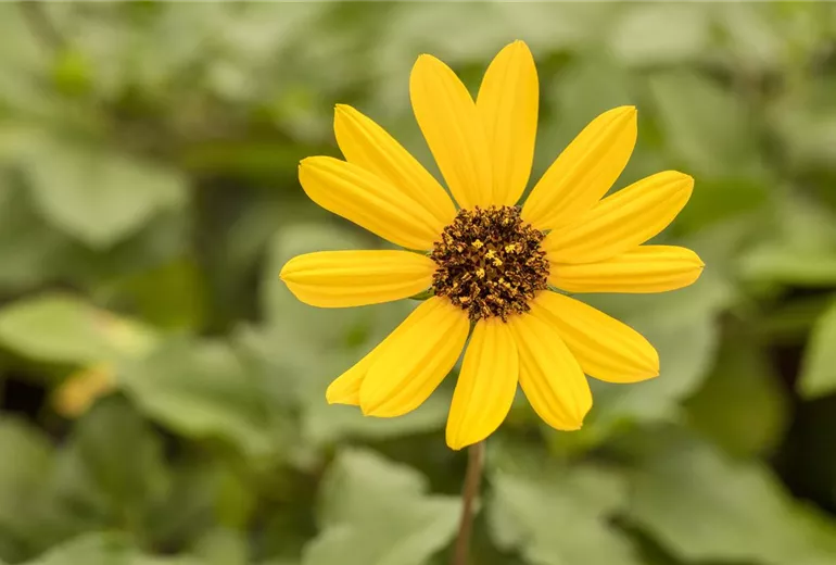 Helianthus 'Helisol'