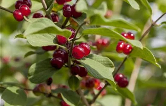 Lonicera xylosteum  Lonicera xylosteum