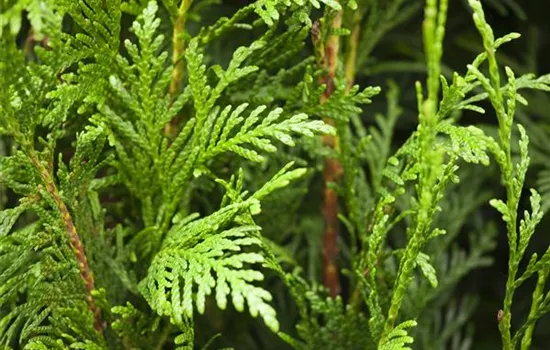 Thuja plicata 'Martin' Thuja plicata 'Martin'