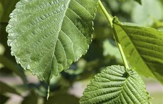Morus alba 'Pendula' Morus alba 'Pendula'