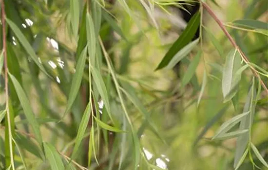 Salix alba 'Tristis' Salix alba 'Tristis'