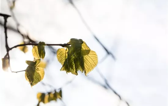 Tilia platyphyllos 