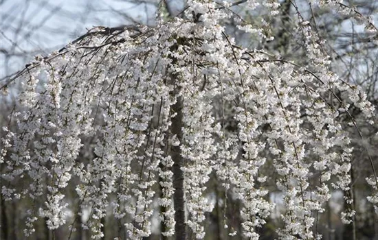 Prunus subhirtella 'Pendula'