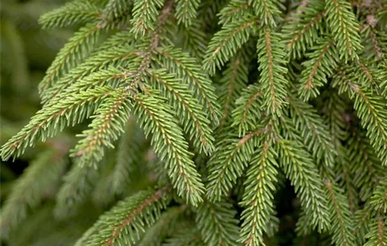 Picea orientalis 'Aurea' Picea orientalis 'Aurea'