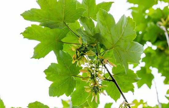 Acer pseudoplatanus  Acer pseudoplatanus