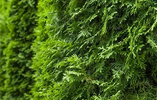Thuja occidentalis 'Columna'