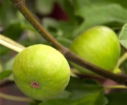 Ficus carica 'Ice Crystal'