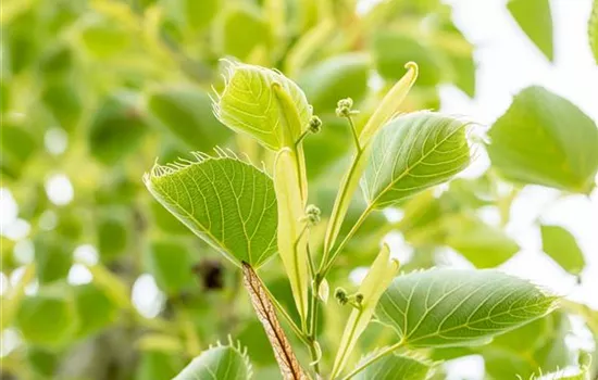 Tilia henryana  Tilia henryana