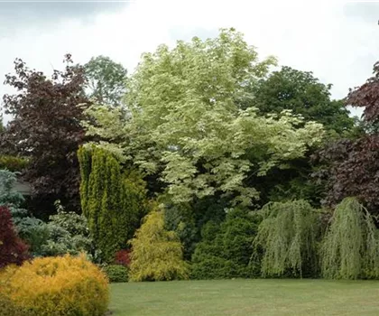 Acer platanoides 'Drummondii' Acer platanoides 'Drummondii'