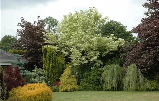 Acer platanoides 'Drummondii' Acer platanoides 'Drummondii'
