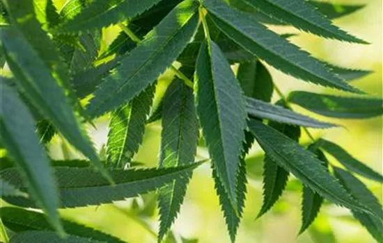 Juglans nigra  Juglans nigra