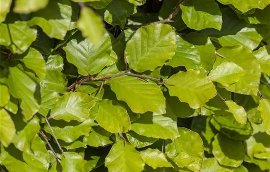 Fagus sylvatica 'Dawyck Gold' Fagus sylvatica 'Dawyck Gold'
