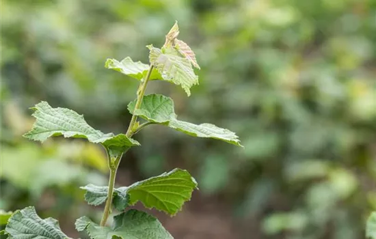 Corylus colurna  Corylus colurna