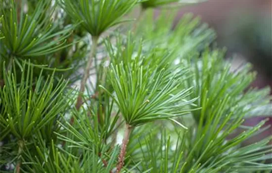 Sciadopitys verticillata  Sciadopitys verticillata