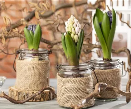 Hyazinthen als Dekoration zu Weihnachten