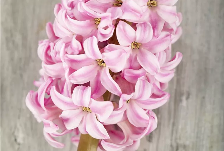 Hyacinthus