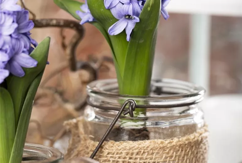 Hyacinthus