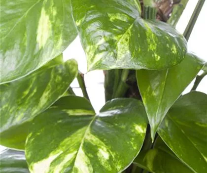 Epipremnum pinnatum  Epipremnum pinnatum