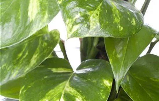 Epipremnum pinnatum  Epipremnum pinnatum