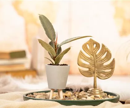 Ficus elastica 'Tineke' Ficus elastica 'Tineke'