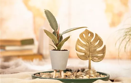 Ficus elastica 'Tineke'