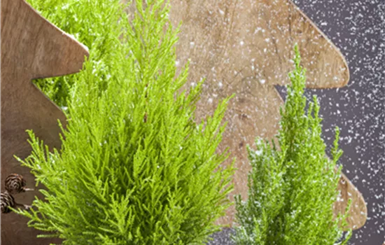 Cupressus macrocarpa  Cupressus macrocarpa