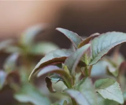Minzblättrige Indianernessel - Einpflanzen im Garten Minzblättrige Indianernessel - Einpflanzen im Garten