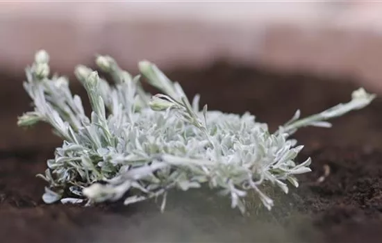 Katzenpfötchen - Einpflanzen im Garten Katzenpfötchen - Einpflanzen im Garten