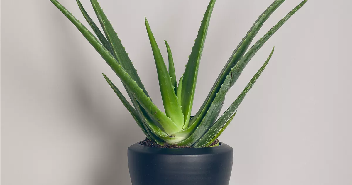 Aloe zebrina 'Danyz'