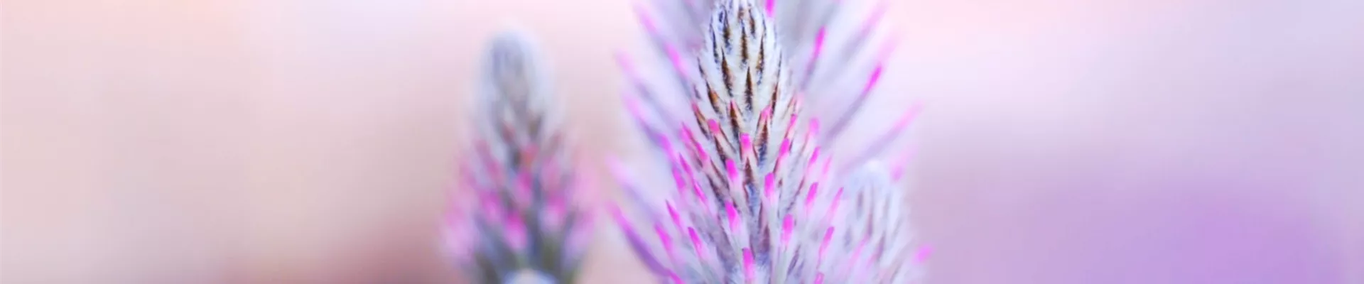 Australischer Federbusch - Einpflanzen im Garten (thumbnail)